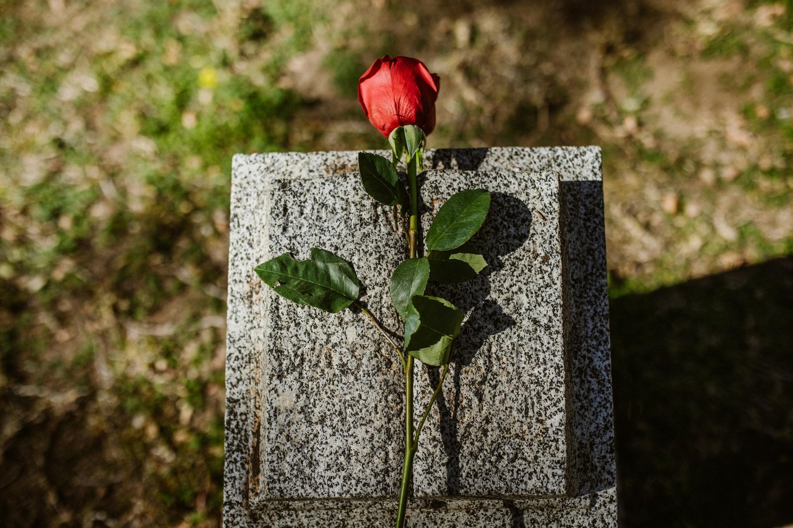 A poignant image showcasing a red rose on a tombstone in a sunlit cemetery, symbolizing love and remembrance. A single red rose is lain on top to commemorate a loved one.