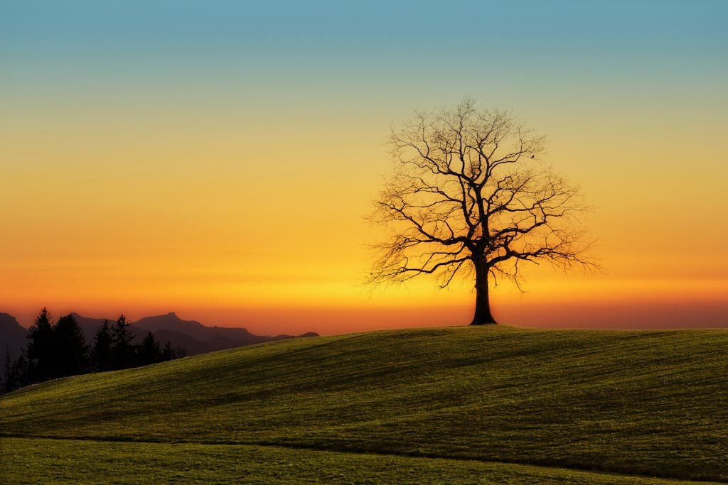 A stunning sunset over a lone tree on rolling hills, creating a serene and solitary landscape. Can you be buried on your own property.