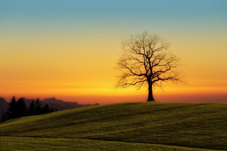 A stunning sunset over a lone tree on rolling hills, creating a serene and solitary landscape. Can you be buried on your own property.
