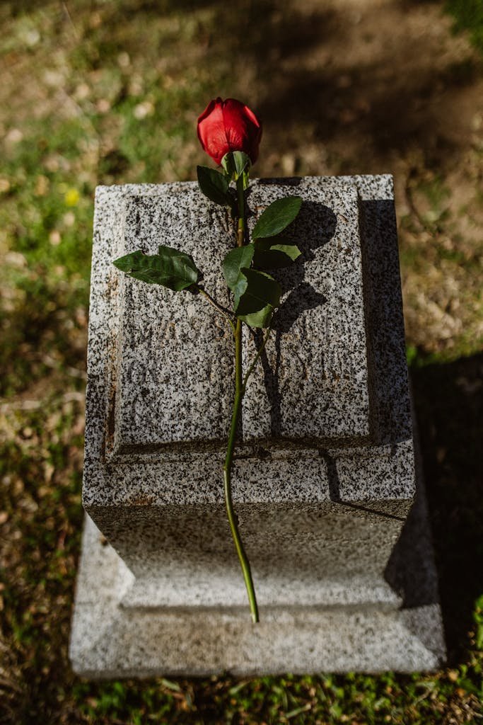 Lonely red rose atop a granite tombstone in an outdoor graveyard setting. Burial cost